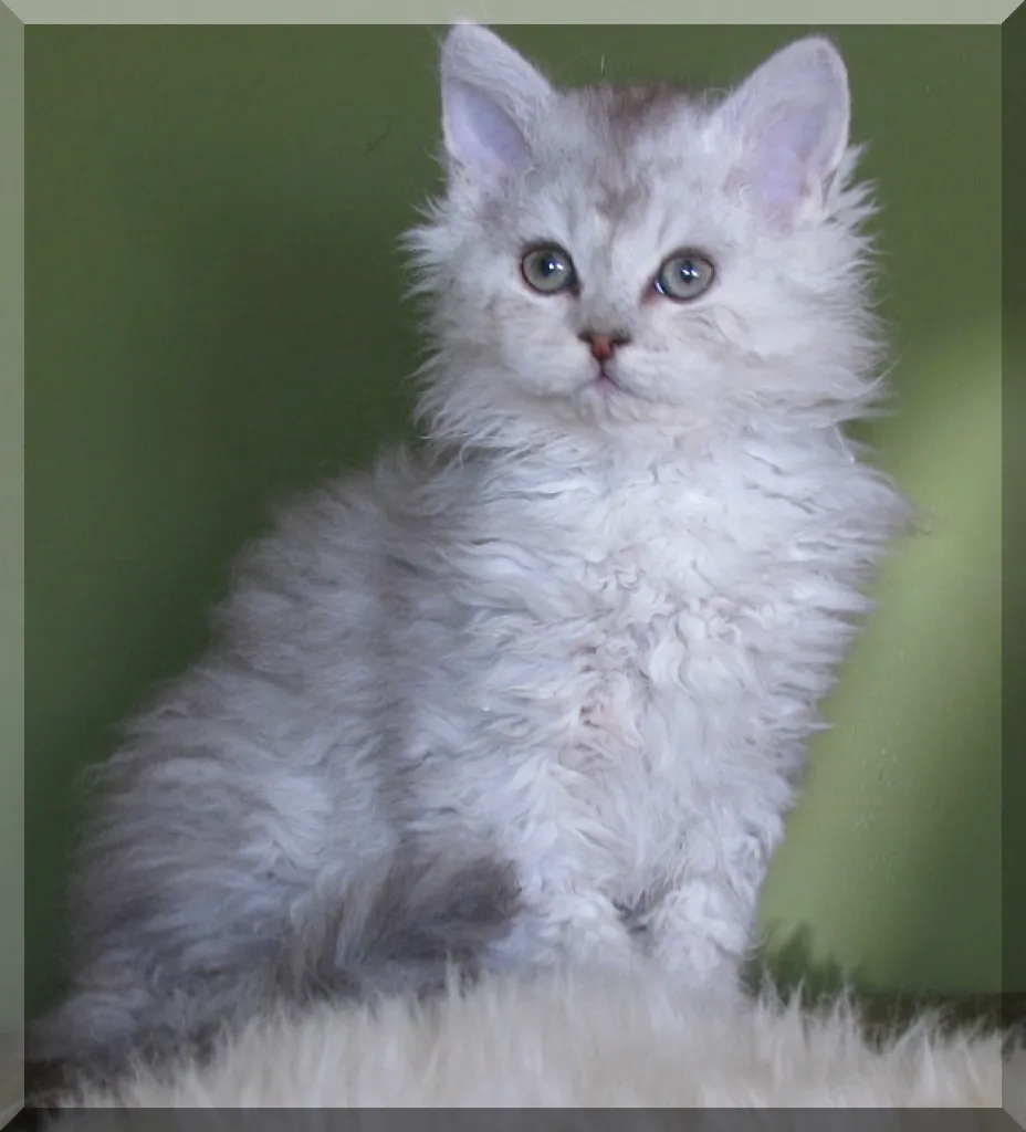 Starsky & Hutch ( Selkirk Rex Brüder ) sind auf der Suche ...