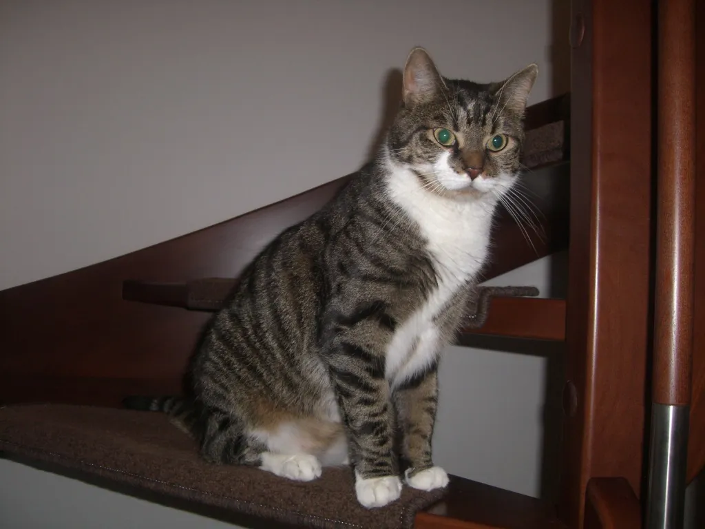 2,5 Jährigen Hauskater abzugeben