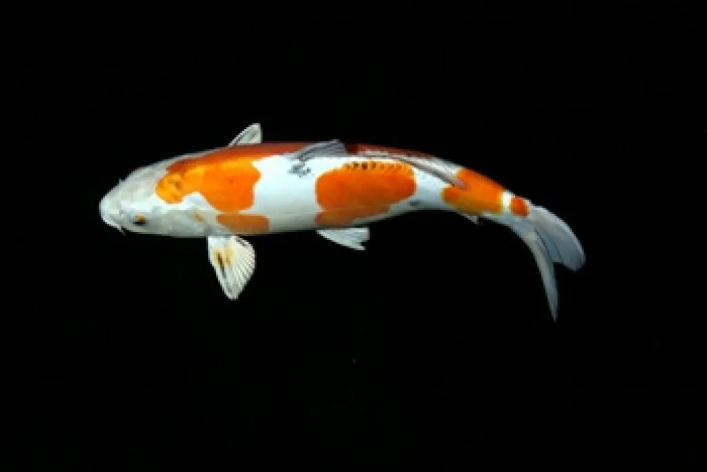 Goldfische kaufen? Teichfische-Koikarpfen-Biotopfische  / Fa.Fördefisch  Online
