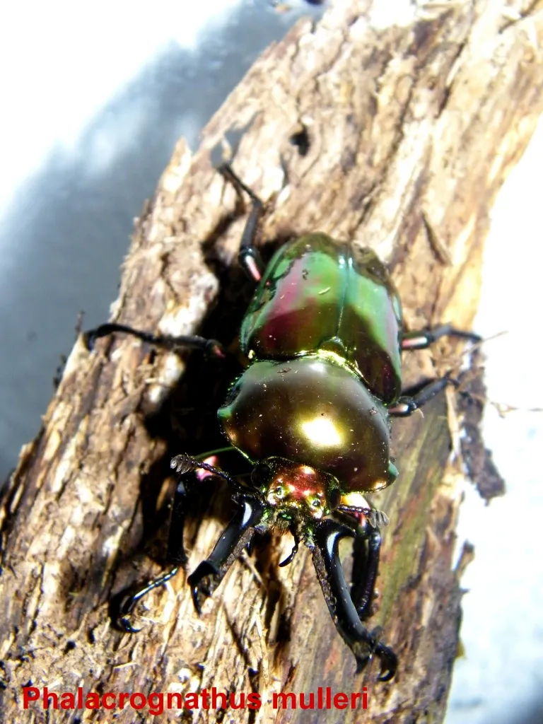 Phalacrognathus muelleri adulte Tiere – Bild 1
