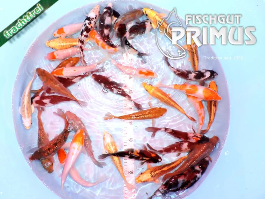 Primus Koi-Mix - Größe 18-20 cm