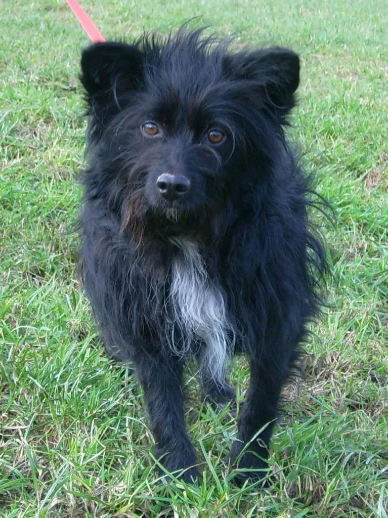 WEDE    der kleine Wuschelhund ist ein Traumhund :-) – Bild 1