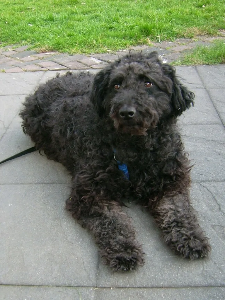 FÜRTI - herzensguter, lieber Ungarischer Wuschel-Hütehund