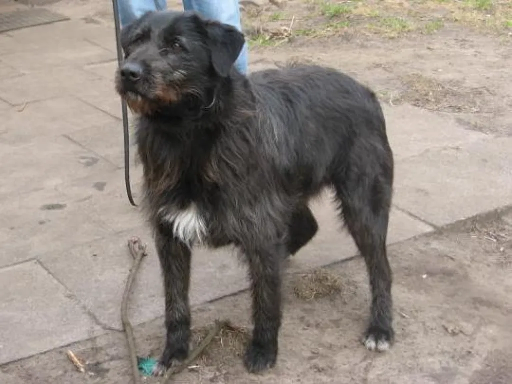 MORRIS   ein toller Ausnahmehund mit bestem Charakter