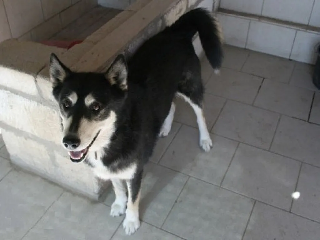 POLARIS   der nordische Schneestern   ein sportlicher Familienhund
