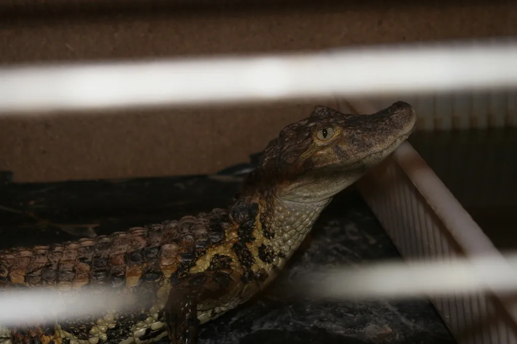 Caiman Latirostris(Breitschnauzenkaiman) 1,1