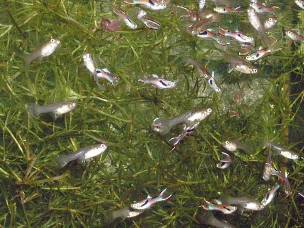 Endlers Guppys / 10 für 5.- / 25 für 10.-