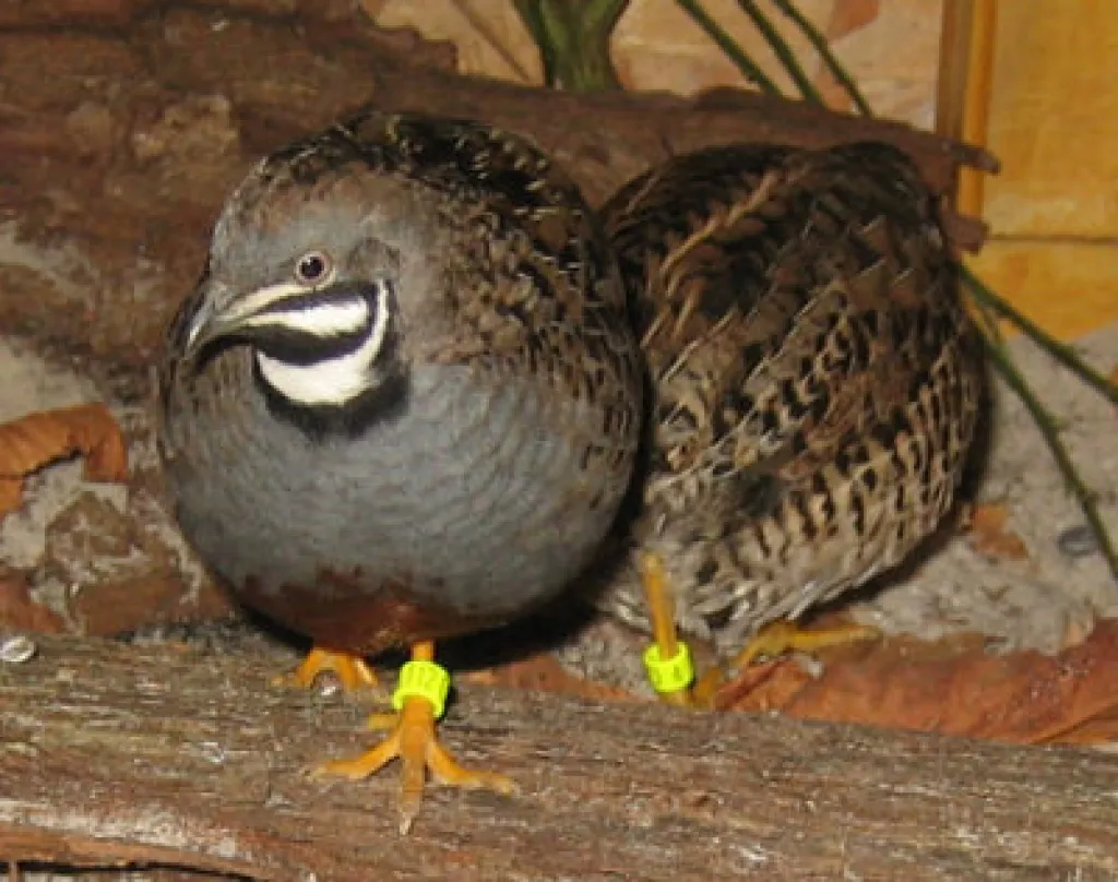Verk. Chinesische Zwergwachteln, silber und wildfarbig