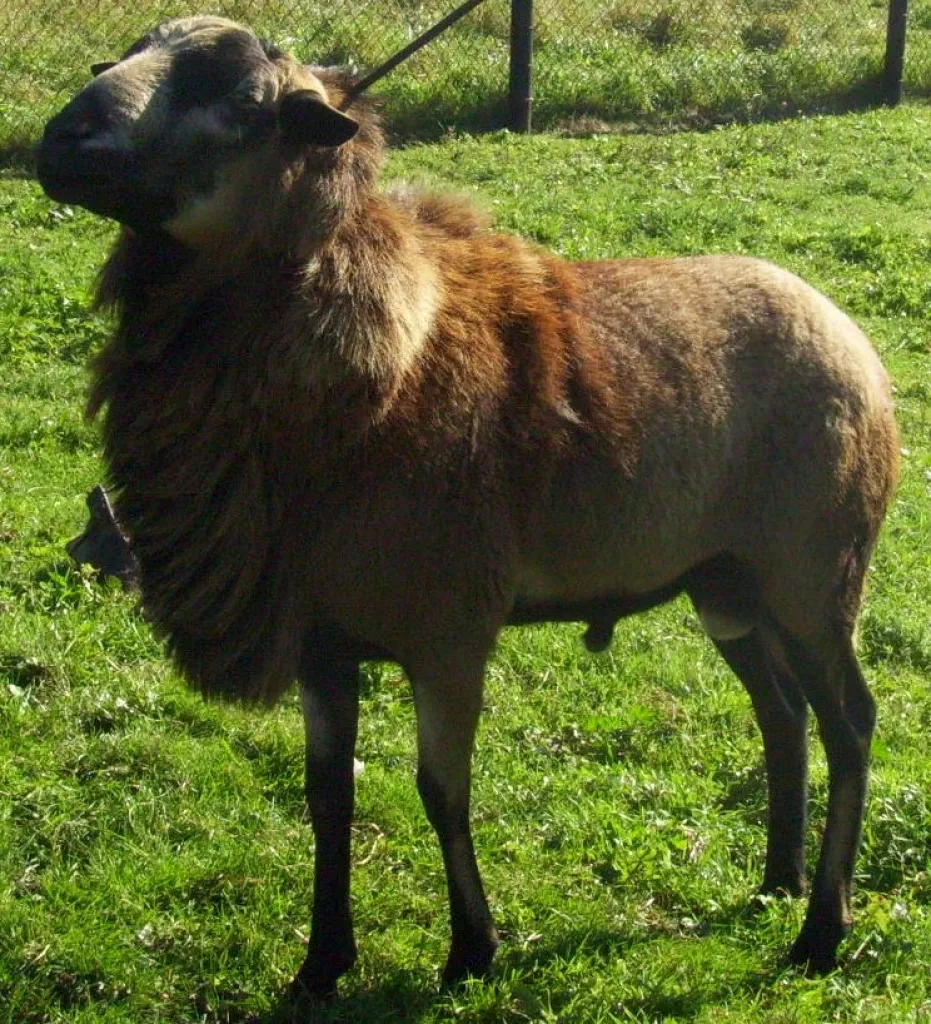 Barbados-Bock zu verkaufen!
