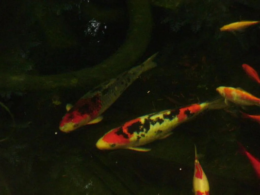 2 wunderschöne und gesunde Koi s