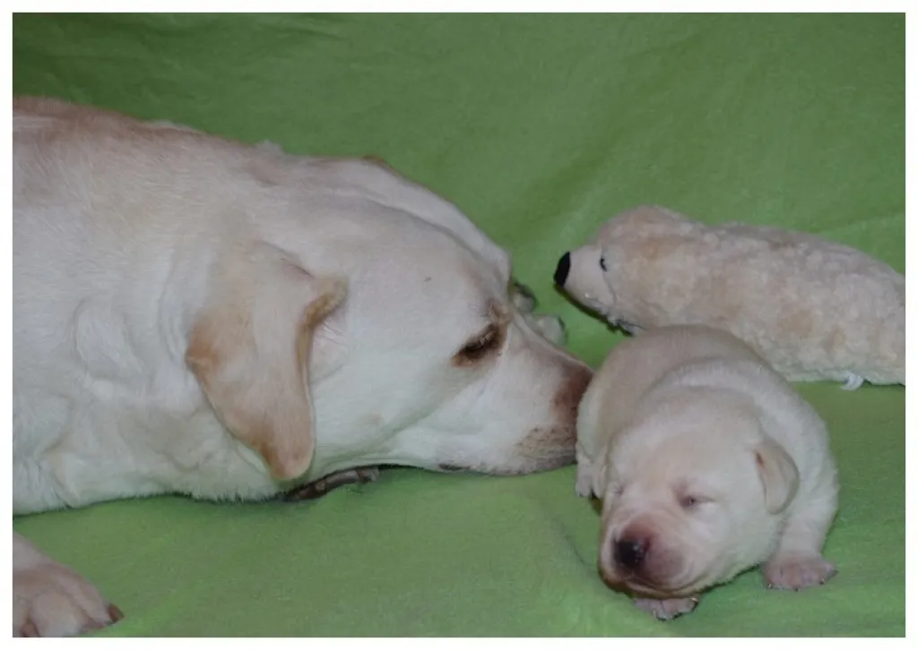 Wir haben einen Wurf Labradorwelpen vom 06.10.2021