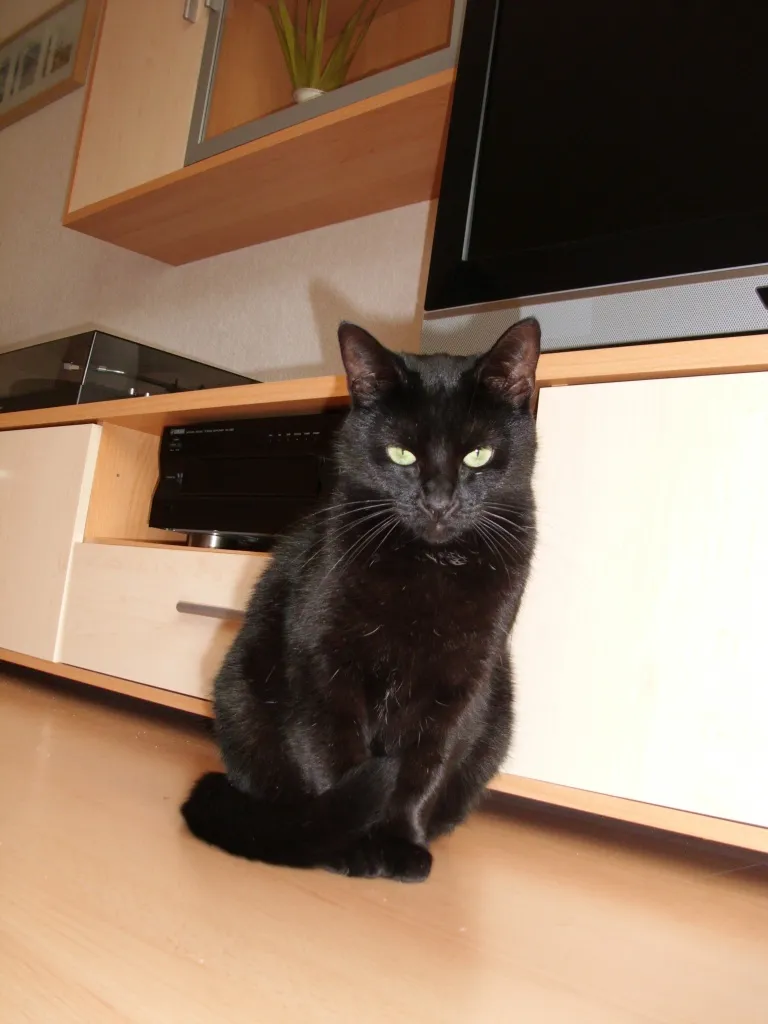 sehr lieb und süße Katze