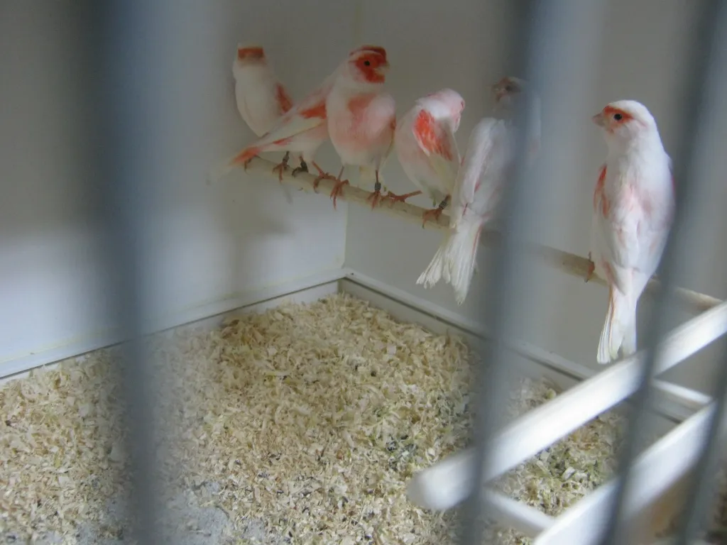 Rot Mosaik Kanarien Typ 2 , rotgrundige Mosaiken