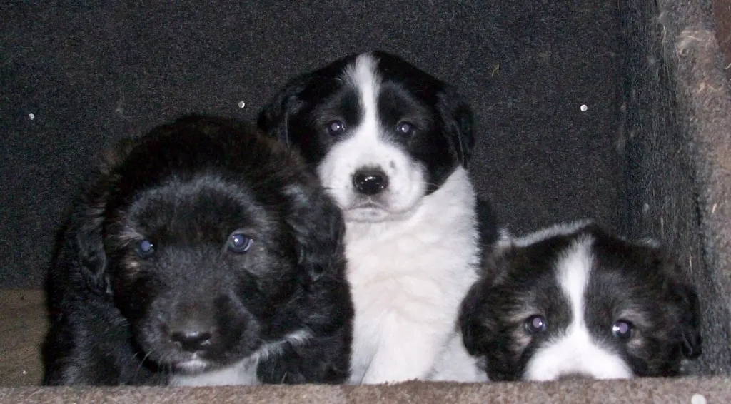 Labradormix-Pyrenäenberghund-Mischlingsmädchen sucht ...