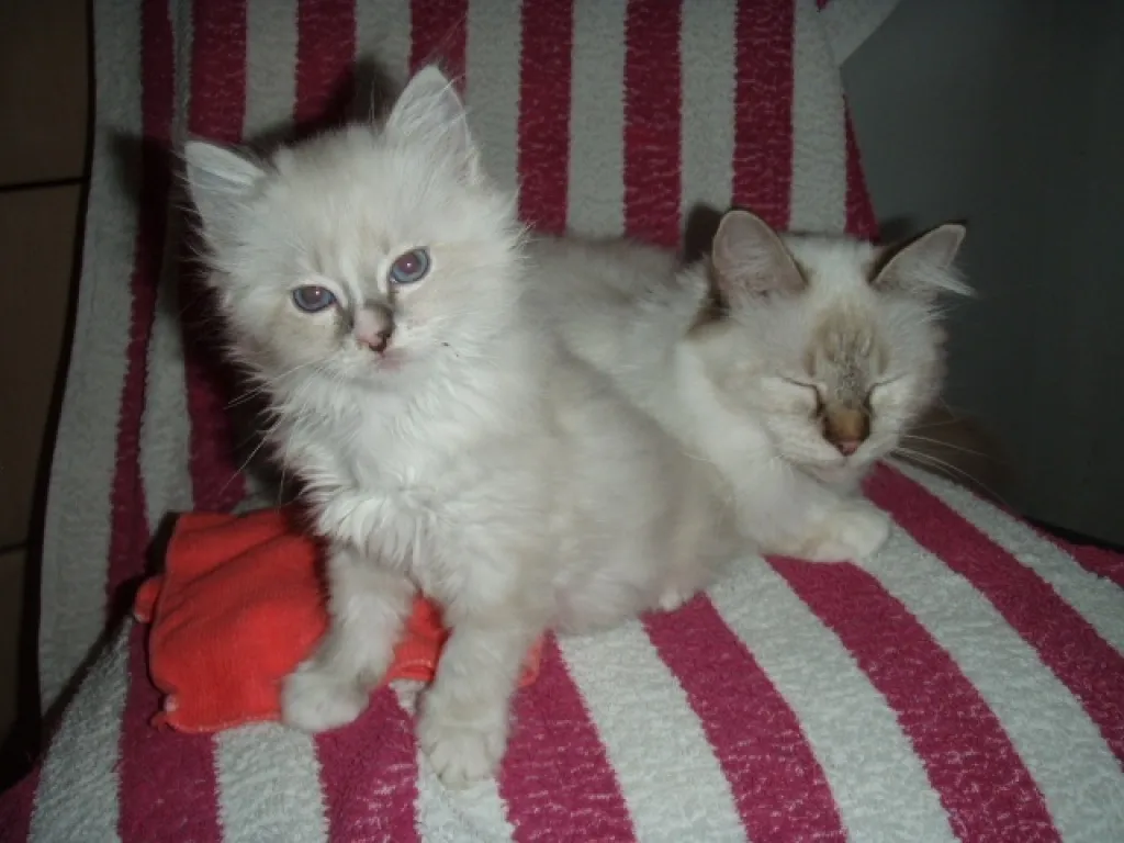 Birma/Ragdoll Mixkittys mit herrlichen blauen Augen!!!