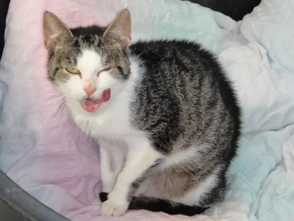 Schmusekater sucht Kuschelplätzchen!