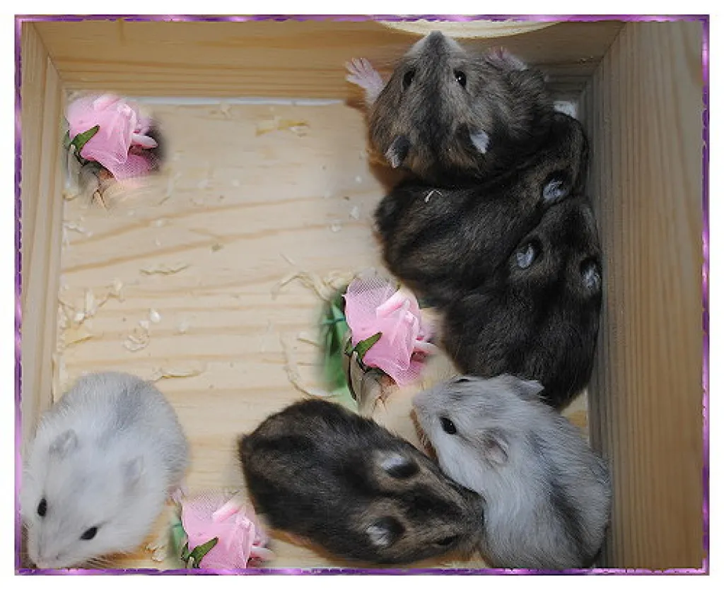 Hamsterbabys zum verlieben
