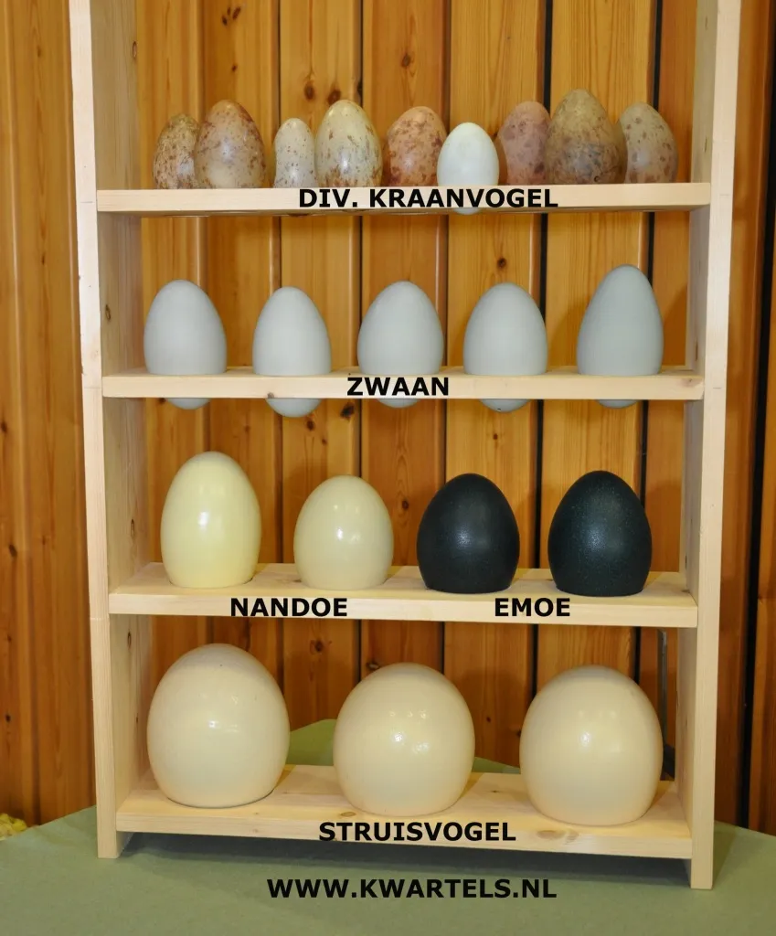ausgeblasen eier