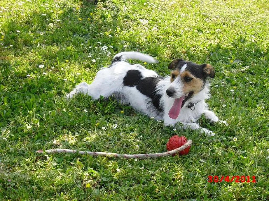 Parson Russell Terrier