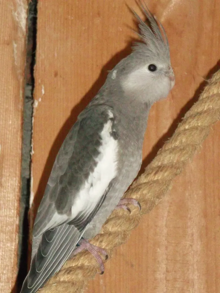 Nymphensittiche abzugeben, Leipzig