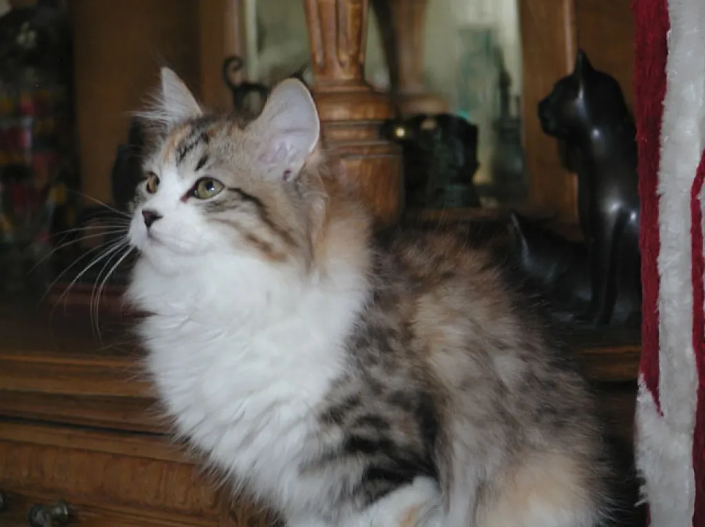 Ivana vom Ohlenberg (Sibirische Katze)