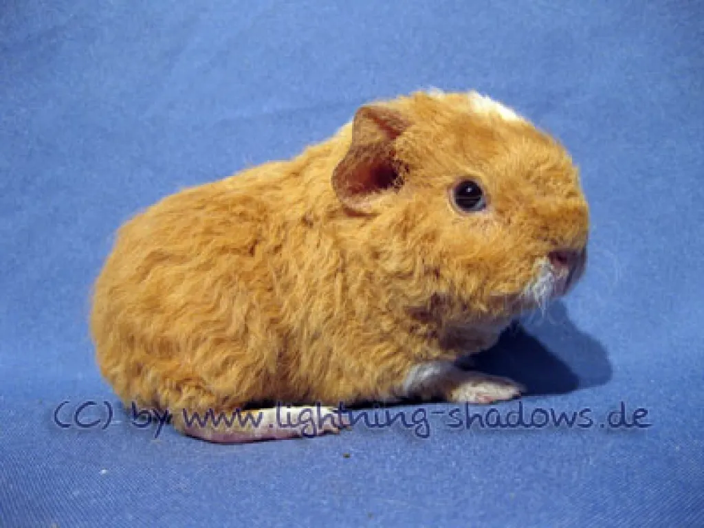 Meerschweinchen abzugeben