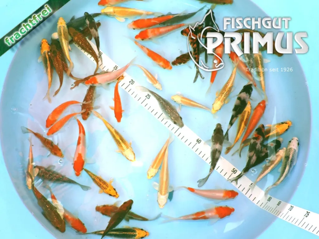 20 Koi - Koi-Paket   EXTRA   - Größe 10-12 cm