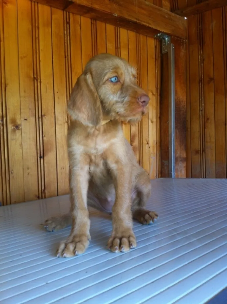 Seltene Magyar Vizsla Drahthaar Welpen nur noch eine Hündin und einer Rüde frei!