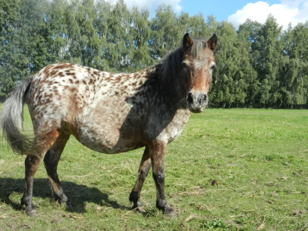Deutsches Part bret Shetlandpony Stute 12 J.