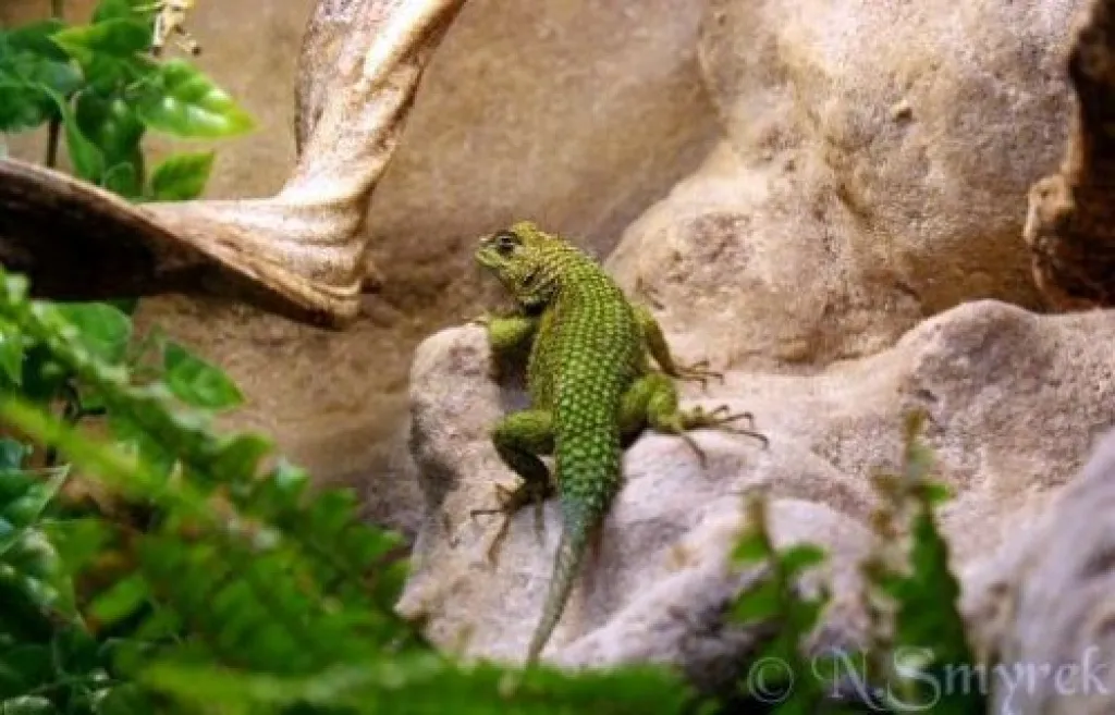 1.3 Sceloporus malachiticus - Malachit-Stachelleguane