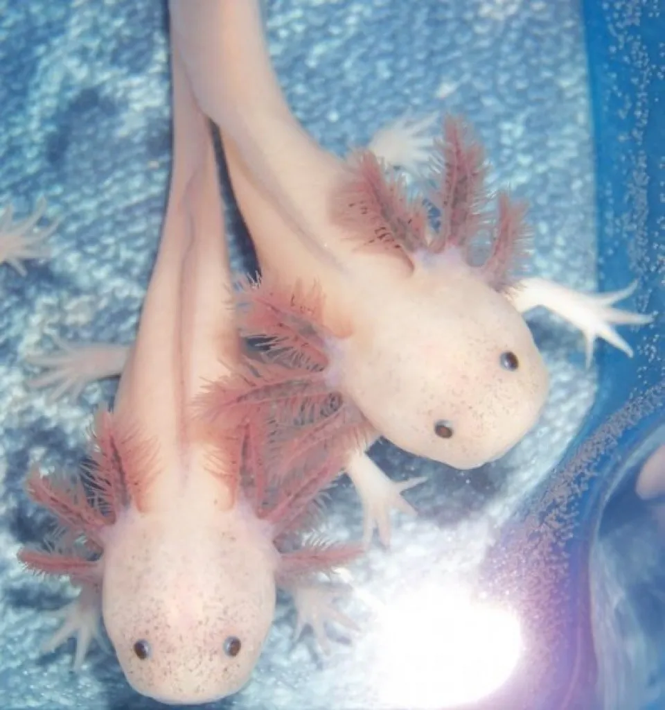 Axolotl Nachzucht 04/2012, chytridfrei