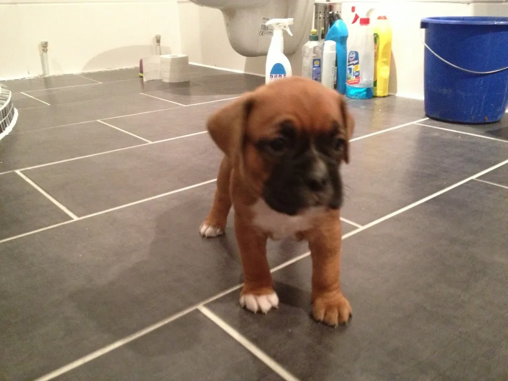 Boxerwelpen Mix 5 Wochen alt jetzt reservieren!!!!