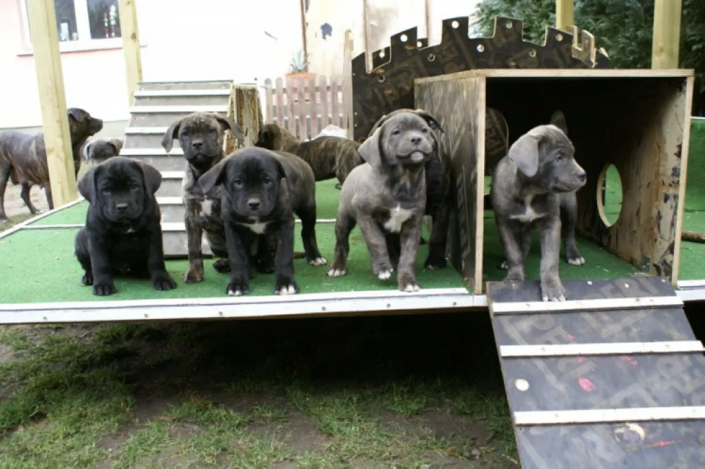 Dogo Canario Welpen  mit VDH/FCI Papieren – Bild 1