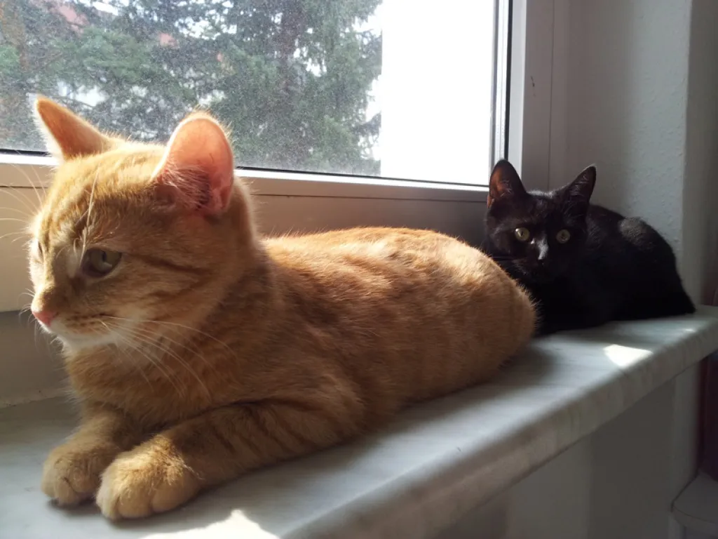 Zwei süße Kater suchen ein neues Zuhause!
