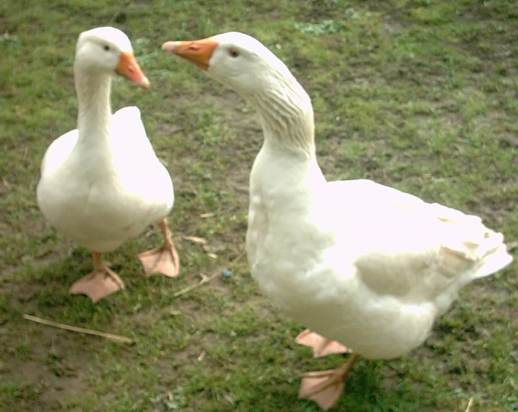 Weidegänse abzugeben aus Bio Haltung