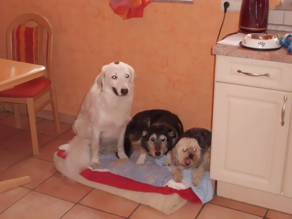 Private Hundebetreuung mit Familienanschluss