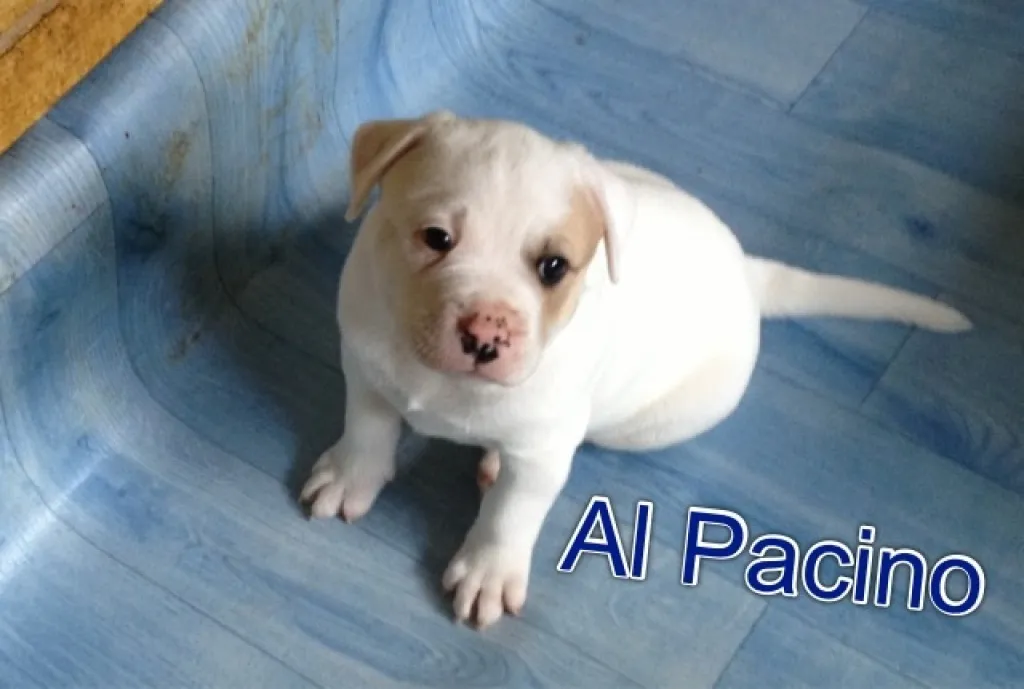 American Bulldog Welpen A-Wurf 2021 - White Defense Bulldogs – Bild 1