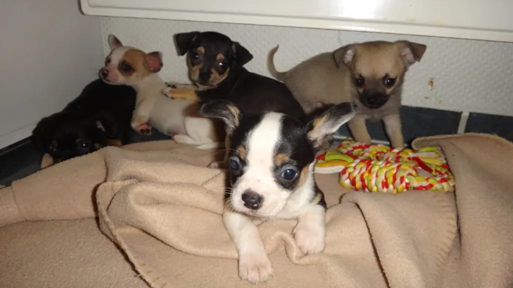 Süße Mini-Chihuahua/Chihuahua-Welpen abzugeben!