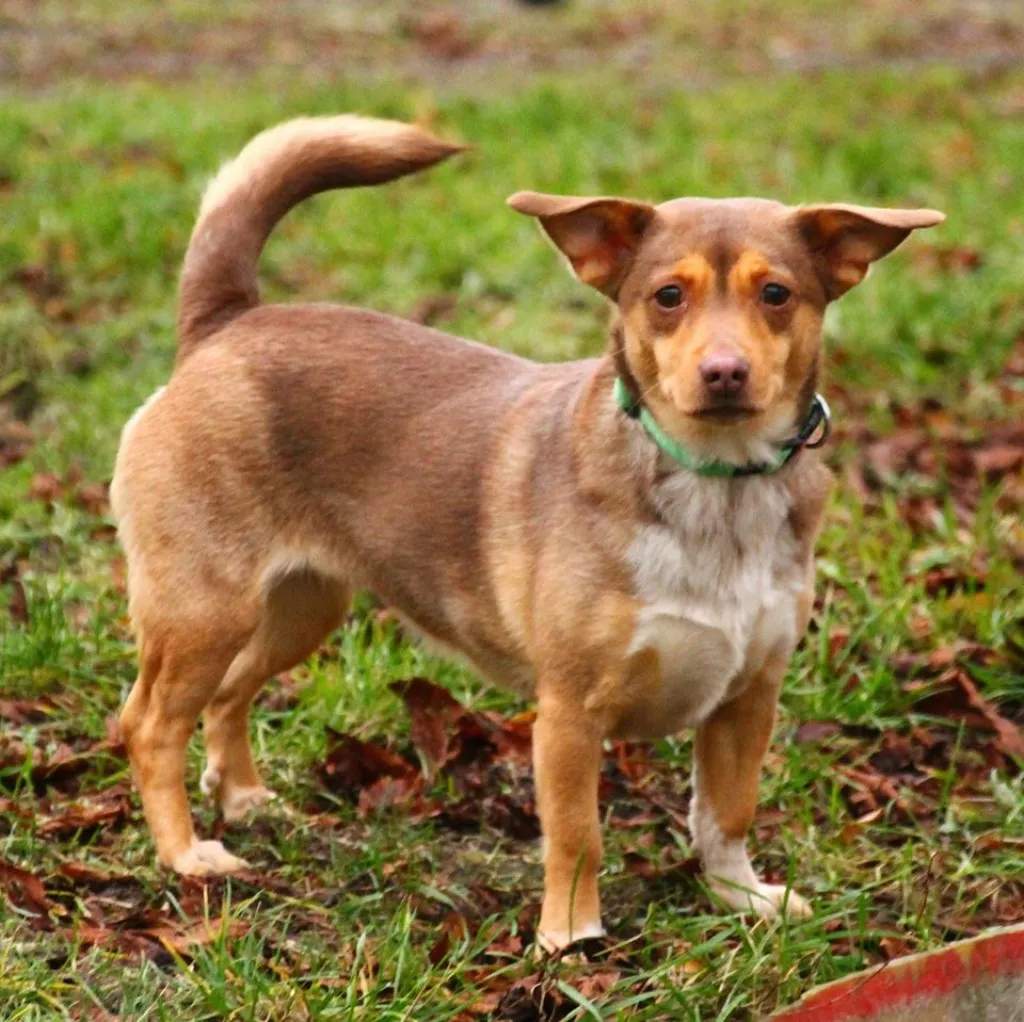 Tierschutz Gifhorn: Fundhund sucht Besitzer!