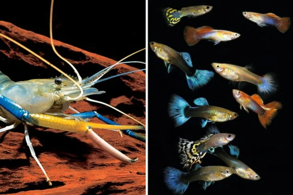 Suche Guppys Garnelen und Wasserpflanzen zu verschenken