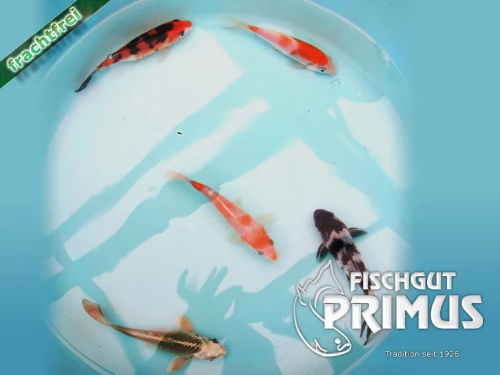 Hand - Select AA 15+ cm Koi-Mix