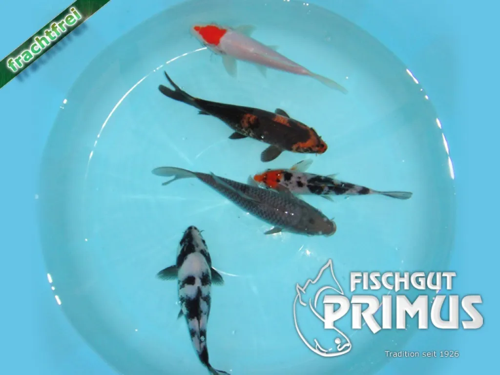 Koi Hand-Select Mix 18/20+ Tripple A Breeder Primus
