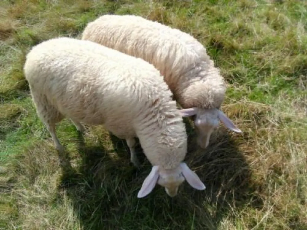 2 Ostfriesen Mutterschafe