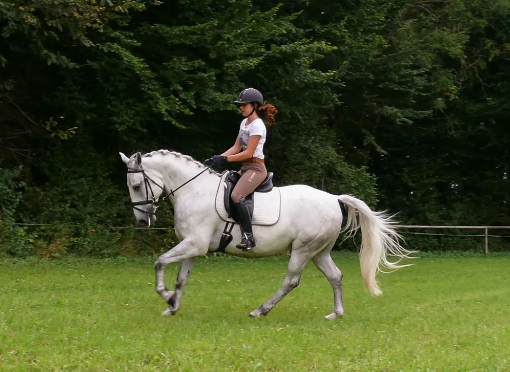 ***herzensguter LIPIZZANERWALLACH***