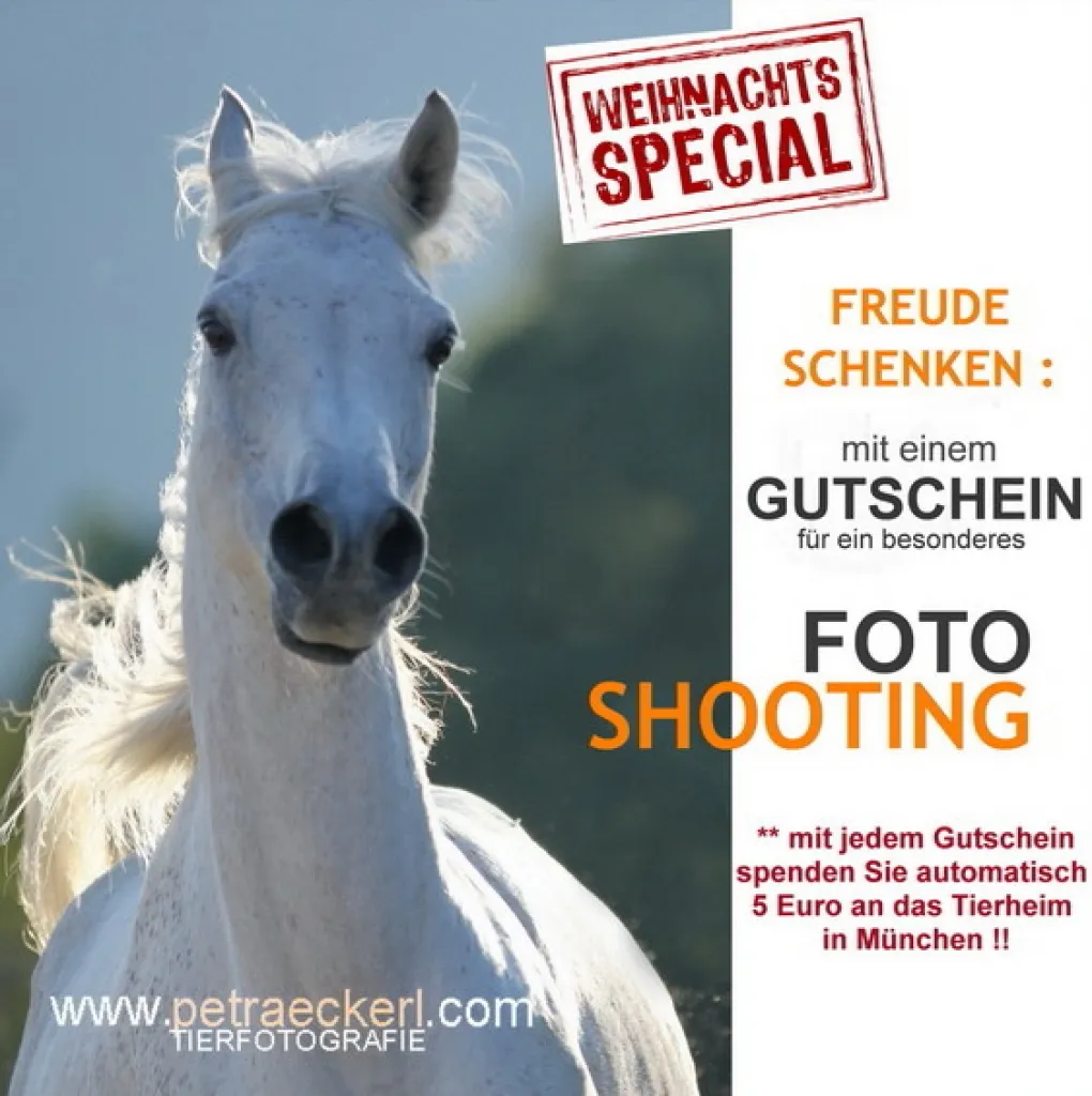 Mit einem Weihnachts-Gutschein zweimal Freude schenken!! (Pferdefotograf, Pferde