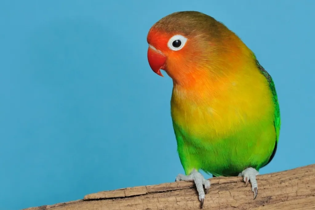 Pfirsichköpfchen grüner Vogel entflogen