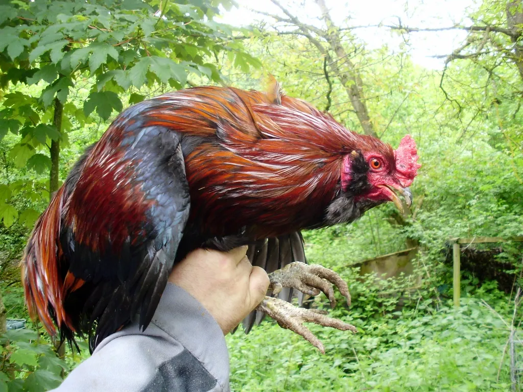 Verkaufe Bruteier vonSussex ,Araucana und Leghorn für 1,50 Euro