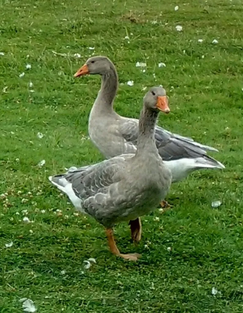 Bayrische Landgänse