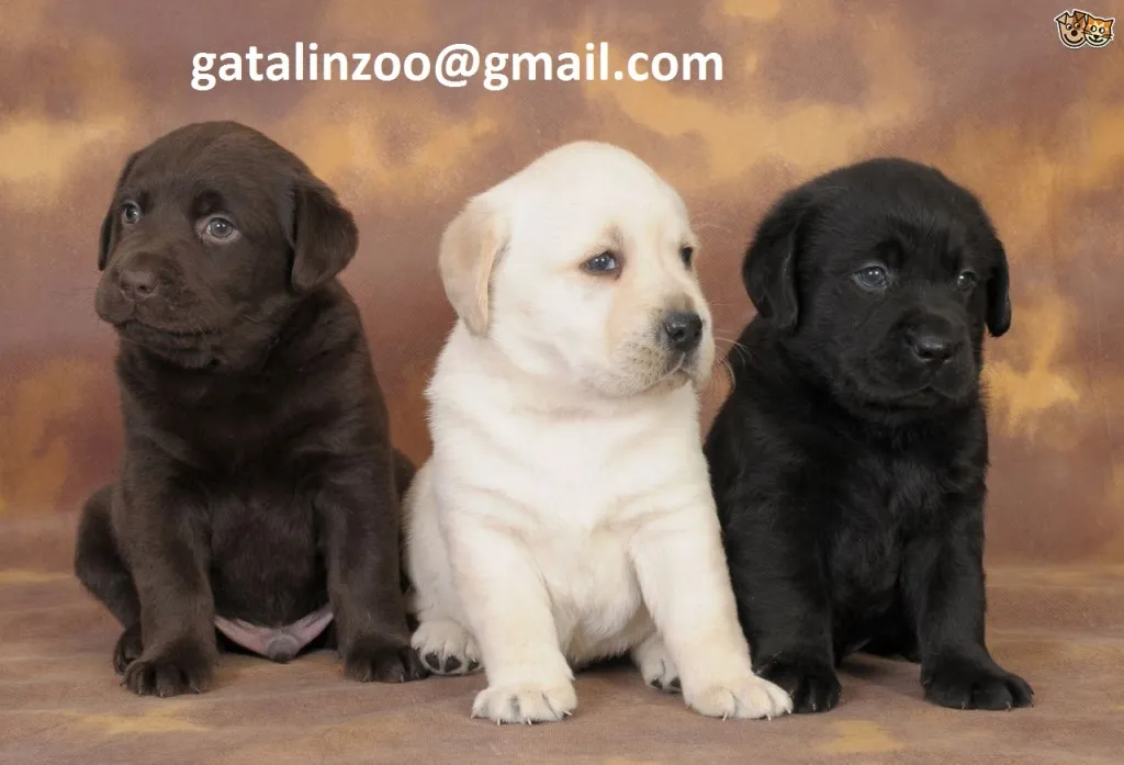 Wunderschönen Labrador Welpen abzugeben.  Whatsapp +971588303943