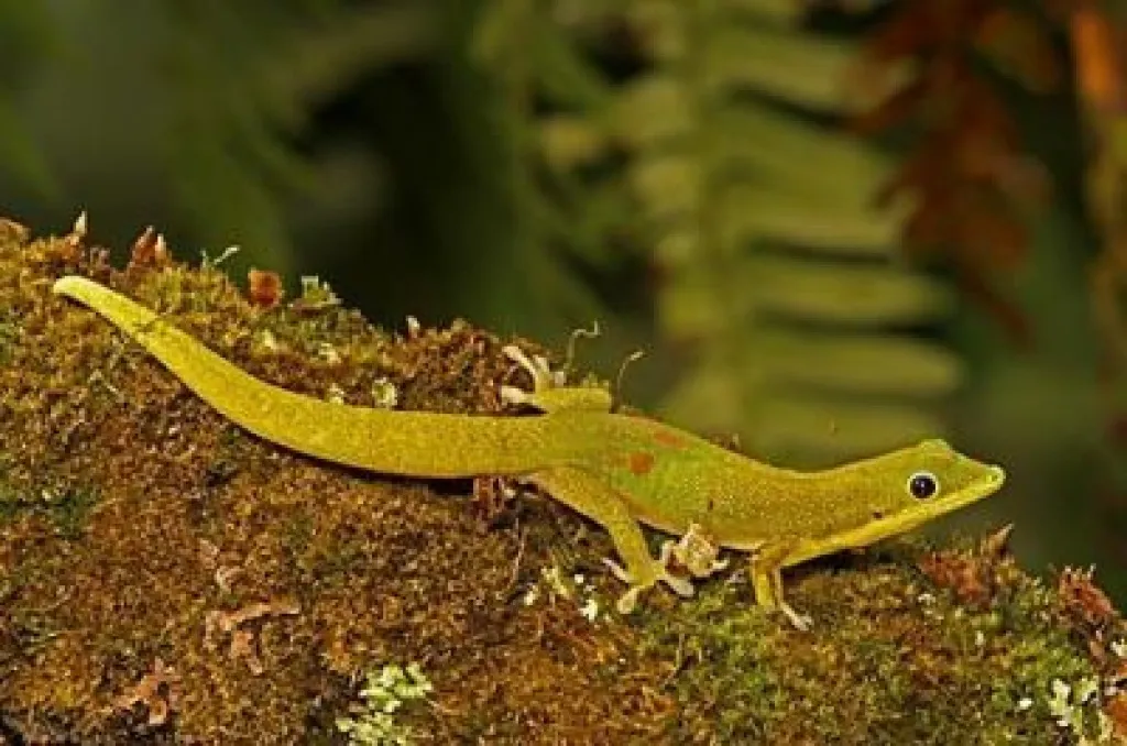 phelsuma laticouda